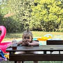 toddler, child, outdoor, picnic_table, sippy_cup, cookie, pool, inflatable, flamingo_float, grass, summer, hair_tie, top_knot, table, chair, person, daytime, thinking, relaxed, backyard
