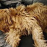 Talya a rejoint le concours — aidez-le/la à gagner de superbes lots ! dog, golden_retriever, fur, couch, leather, relaxed, pet, indoor, laying_down, sleepy, canine, mammal, companion, domestic_animal, furry, resting, animal, long_hair, cute, home