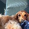 Talya a rejoint le concours — aidez-le/la à gagner de superbes lots ! dog, golden_retriever, pet, animal, fur, indoor, relaxing, chair, blanket, closeup, portrait, resting, cozy, sunlight, brown_fur, leather_chair, canine, cute, calm, home