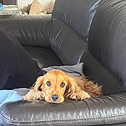 Talya a rejoint le concours — aidez-le/la à gagner de superbes lots ! dog, golden_dog, couch, leather_couch, indoor, pet, resting, cozy, blanket, pillow, fur, cute, animal, living_room, relaxed, canine, companion, home, comfort, looking