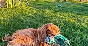 Talya participe au concours pour gagner de l'argent avec cette photo : animal, backyard, canine, cute, daylight, dog, furry, garden, golden_retriever, grass, greenery, nature, outdoor, pet, playing, relaxed, scarf, summer, sunlight, trampoline
