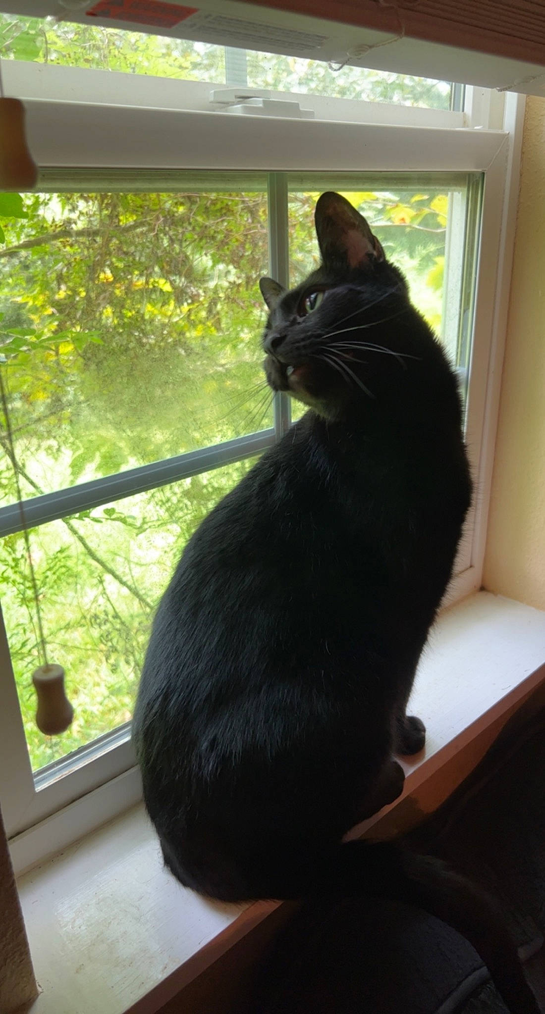 Tater is registered to the contest to win money with this photo: black_cat, bombay, carnivore, cat, comfort, daylighting, domestic_short_haired_cat, felidae, fixture, fur, glass, grass, plant, shade, small_to_medium_sized_cats, tail, tints_and_shades, tree, whiskers, window