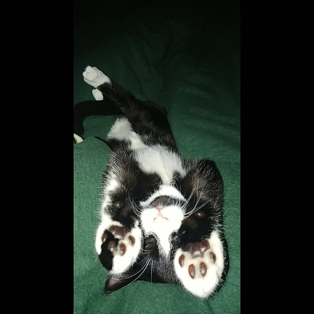 Juno is registered to the contest to win money with this photo: art, carnivore, cat, claw, companion_dog, darkness, dog_breed, felidae, fur, paw, photo_caption, rectangle, small_to_medium_sized_cats, sporting_group, still_life_photography, tail, terrestrial_animal, tints_and_shades, visual_arts, whiskers