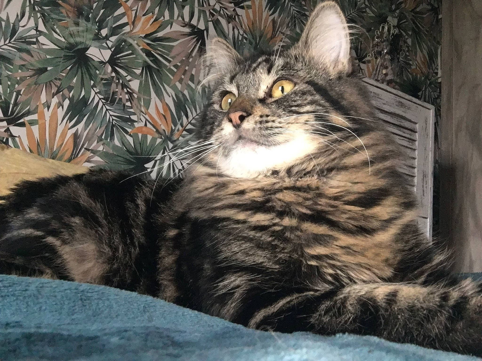 Remco participe au concours pour gagner de l'argent avec cette photo : carnivore, cat, claw, comfort, conifer, darkness, domestic_short_haired_cat, felidae, fur, grass, night, paw, plant, small_to_medium_sized_cats, snout, tail, terrestrial_animal, tints_and_shades, tree, whiskers