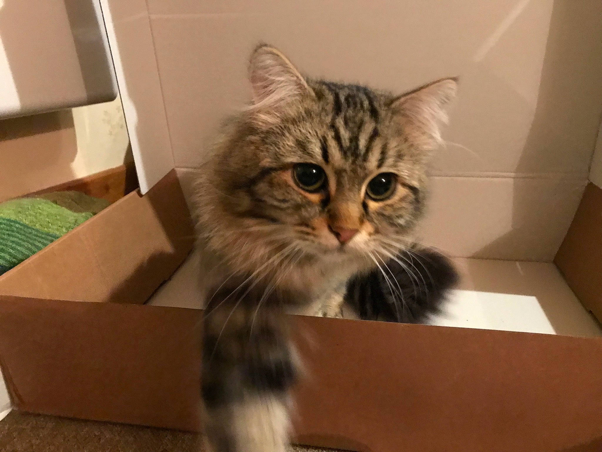 Reïko participe au concours pour gagner de l'argent avec cette photo : box, cardboard, carnivore, carton, cat, claw, comfort, domestic_short_haired_cat, felidae, fur, packaging_and_labeling, packing_materials, paw, pet_supply, shipping_box, small_to_medium_sized_cats, snout, terrestrial_animal, whiskers