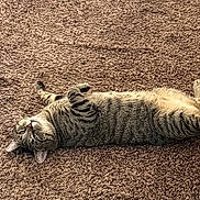 Charlie is registered to the contest to win money with this photo: cat, tabby_cat, lying_down, carpet, indoor, pet, feline, relaxed, fur, striped, animal, cozy, curious, paws, home, floor, mammal, cute, resting, domestic_animal