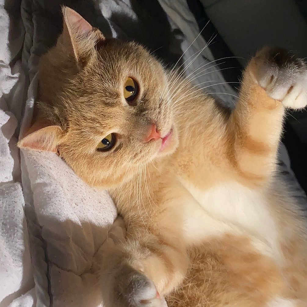Titi