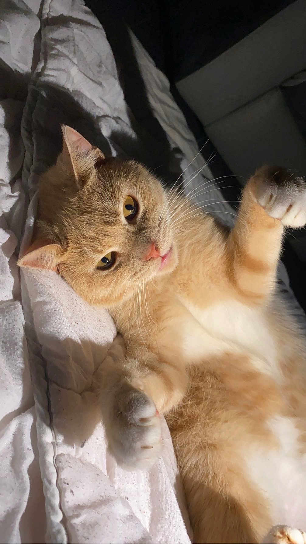 Titi