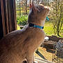 cat, window, collar, curious, sunlight, wooden_windowsill, outdoors, greenery, backyard, trees, pets, animal, feline, looking_out, daylight, nature, domestic_cat, side_view, whiskers, ears