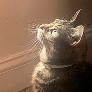 Nala is registered to the contest to win money with this photo: animal, blue_eyes, cat, closeup, collar, curious, domestic_cat, feline, fur, indoor, light, looking_up, mammal, pet, portrait, quiet, shadow, side_view, tabby, whiskers