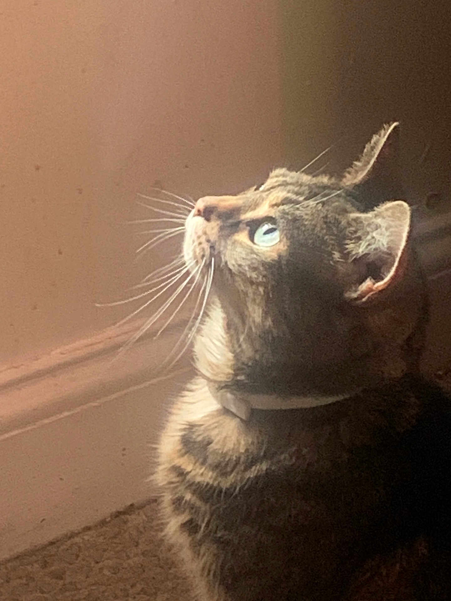 Nala