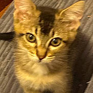 Roo is registered to the contest to win money with this photo: kitten, cat, tabby, pet, animal, indoor, curious, ears, fur, whiskers, face, eyes, paws, texture, gray, wooden_floor, young, small, cute, looking_up