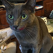 Smokey is registered to the contest to win money with this photo: cat, gray_cat, green_eyes, indoor, furniture, wooden_cabinet, clutter, toy_mouse, curious, pet, whiskers, close_up, face, mouth_stain, domestic_cat, floor, household_items, cute, animal, feline