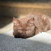 Mocha joined the competition — help win amazing prizes! alert, animal, brown, carpet, cat, closeup, cozy, cute, eyes, feline, fur, indoor, lying, pet, portrait, relaxed, soft, sunlight, texture, warm