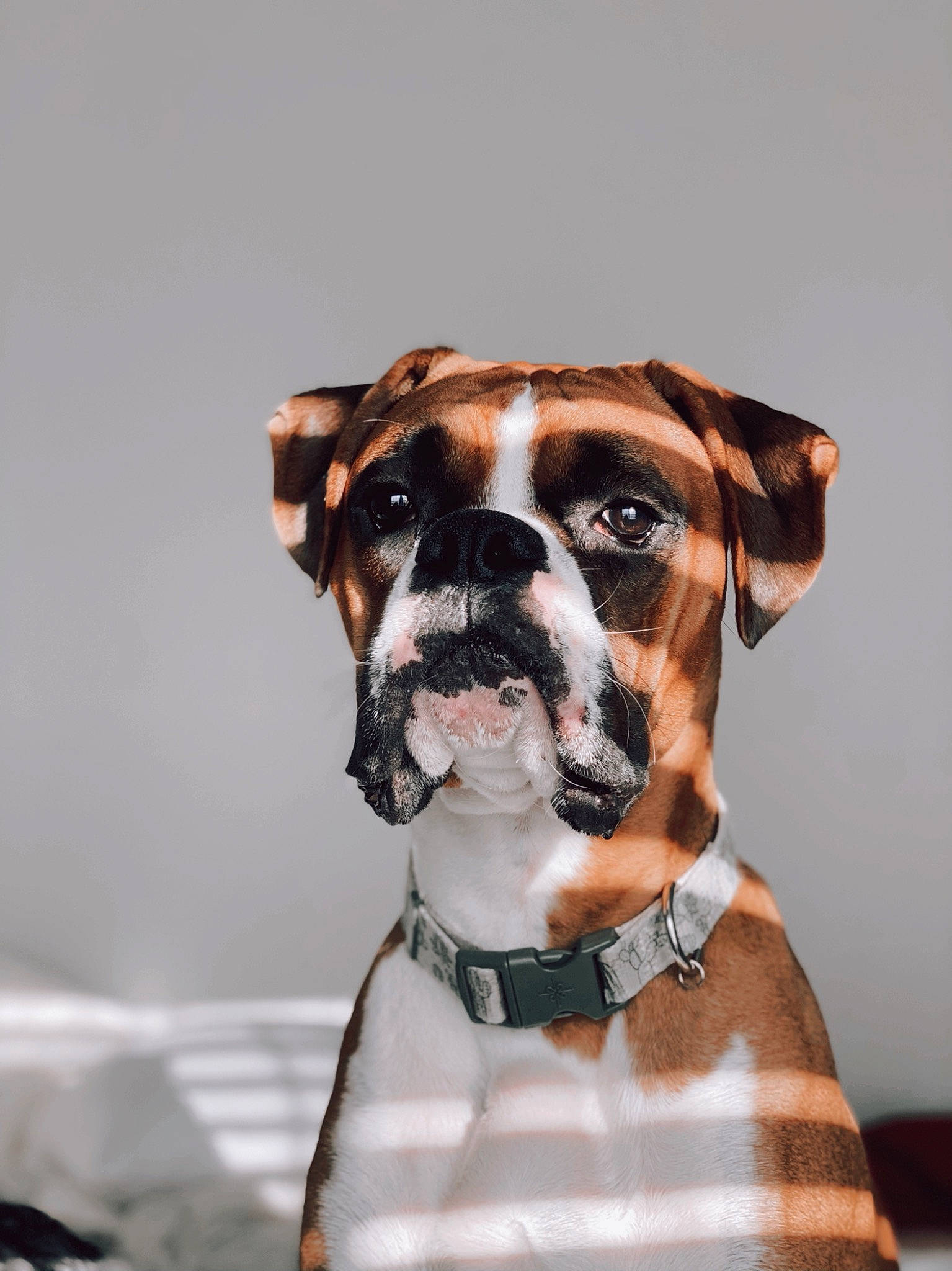 Rocky is registered to the contest to win money with this photo: art, boxer, carnivore, collar, companion_dog, dog, dog_breed, dog_collar, dog_supply, fawn, fur, leash, liver, non_sporting_group, pet_supply, snout, sporting_group, whiskers, working_animal, working_dog