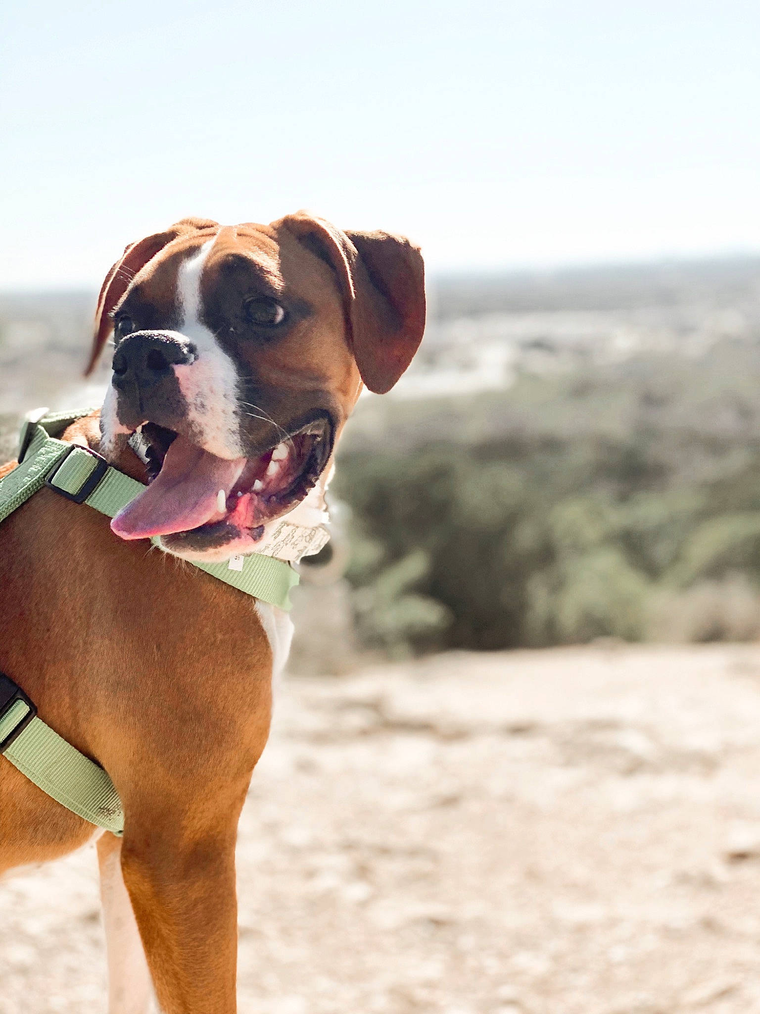 Rocky joined the competition — help win amazing prizes! ball, boxer, canidae, carnivore, collar, companion_dog, dog, dog_breed, dog_collar, dog_supply, fawn, fun, landscape, liver, pet_supply, sand, sky, sporting_group, sunglasses, working_animal