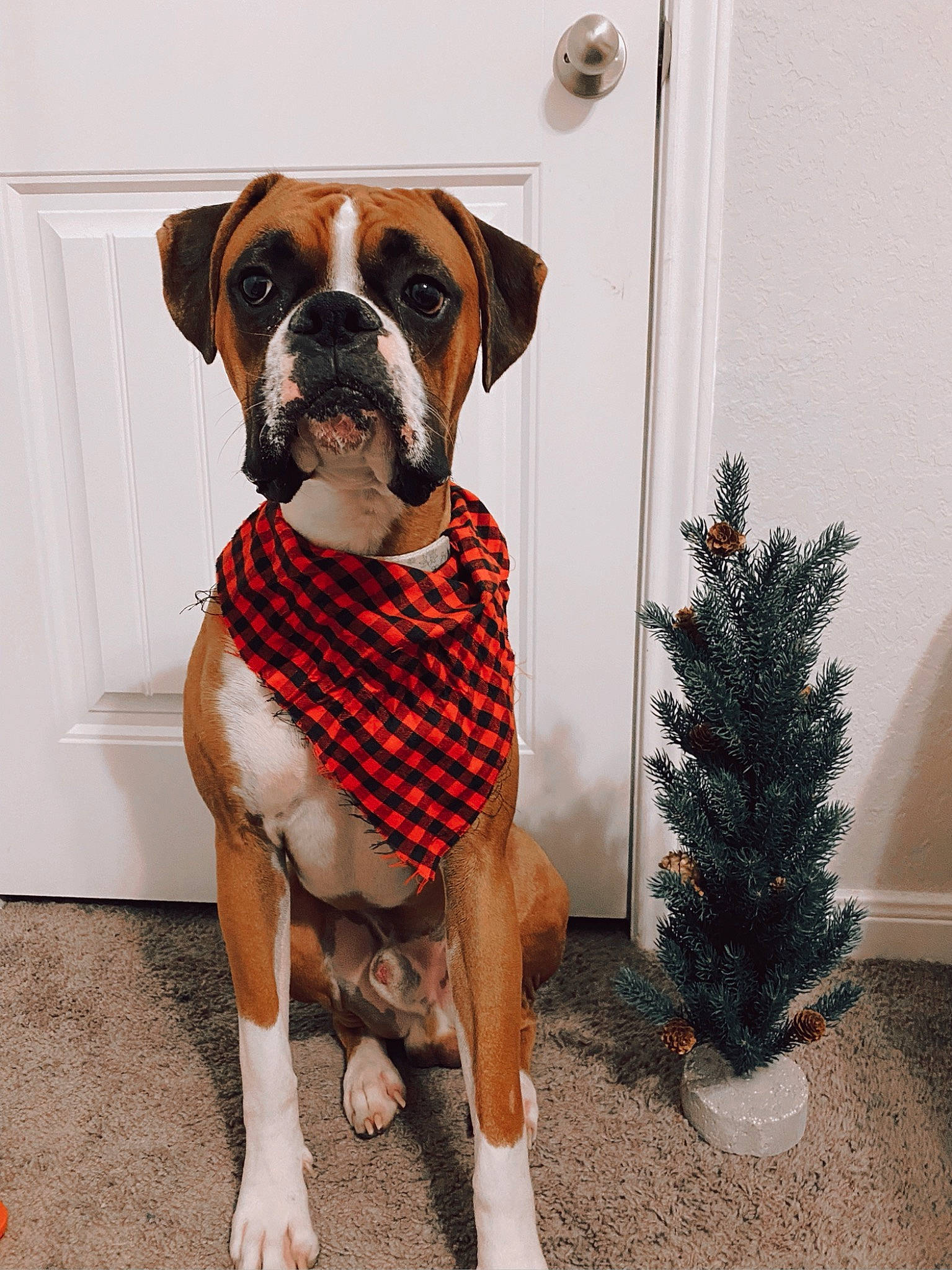 Rocky is registered to the contest to win money with this photo: boxer, carnivore, christmas_tree, collar, companion_dog, dog, dog_breed, dog_clothes, dog_collar, dog_supply, evergreen, fawn, fur, liver, pet_supply, plant, snout, sporting_group, window, working_animal