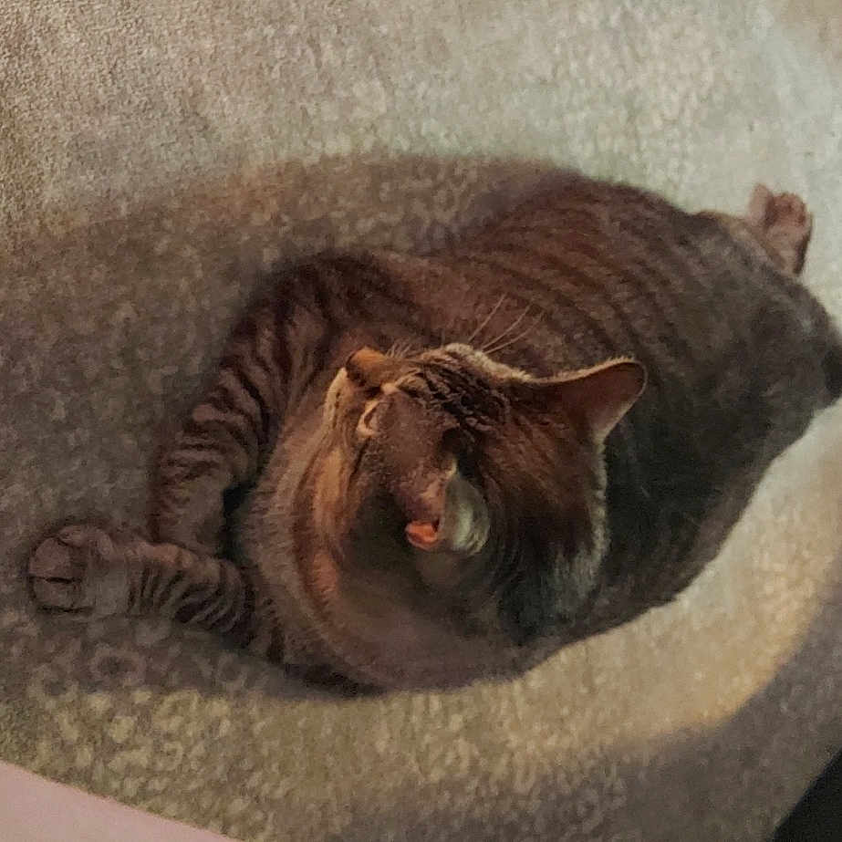 Ali joined the competition — help win amazing prizes! big_cats, carnivore, cat, claw, comfort, domestic_short_haired_cat, fang, fawn, felidae, fur, hardwood, roar, room, small_to_medium_sized_cats, snout, tail, terrestrial_animal, whiskers, wood, yawn