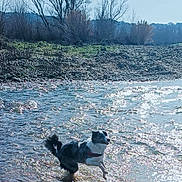 Tahia participe au concours pour gagner de l'argent avec cette photo : animal, daylight, dog, environment, fur, happy, landscape, nature, outdoor, pet, playful, reflection, river, rocks, running, sky, sunlight, trees, water, wilderness