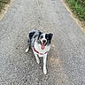 Tahia participe au concours pour gagner de l'argent avec cette photo : animal, black_and_white, border_collie, canine, collar, dog, ears_up, eyes, grass, gravel, greenery, happy, looking_up, muzzle, nature, outdoor, path, pet, tongue_out, walking