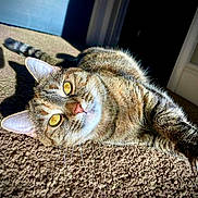 Sissy joined the competition — help win amazing prizes! cat, tabby, pet, animal, indoor, carpet, sunlight, stretching, yellow_eyes, whiskers, feline, claws, relaxed, closeup, mammal, cute, domestic, fur, paw, home