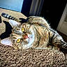 cat, tabby, pet, animal, indoor, carpet, sunlight, stretching, yellow_eyes, whiskers, feline, claws, relaxed, closeup, mammal, cute, domestic, fur, paw, home