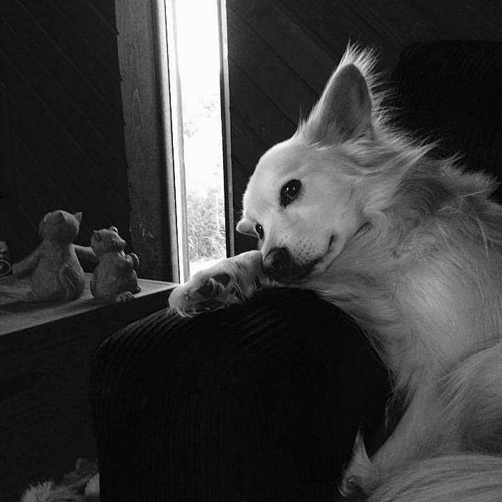 Louie