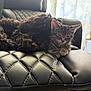 Toot is registered to the contest to win money with this photo: animal, black, brown, cat, companion, cozy, curtains, cute, dog, furniture, furry, indoor, kitten, leather_chair, natural_light, pet, relaxing, resting, sleepy, tabby