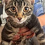 Toot joined the competition — help win amazing prizes! animal, cat, close_up, curious, cute, domestic_cat, ears, feline, fur, hand, holding, indoor, kitten, person, pet, portrait, tabby, whiskers, wide_eyes, young