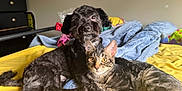 Toot joined the competition — help win amazing prizes! animal, bed, black_dog, blanket, blue_blanket, cat, companionship, cuddling, curious, dog, domestic, ears, eyes, fur, indoor, paws, pet, resting, tabby_cat, yellow_bedspread