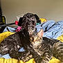 animal, bed, black_dog, blanket, blue_blanket, cat, companionship, cuddling, curious, dog, domestic, ears, eyes, fur, indoor, paws, pet, resting, tabby_cat, yellow_bedspread