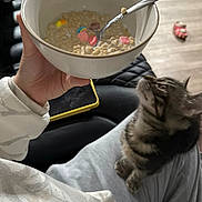Toot is registered to the contest to win money with this photo: bowl, breakfast, casual, cat, cereal, clothing, curious, floor, hand, home, indoor, kitten, lap, milk, person, phone, shoe, sitting, spoon, tabby