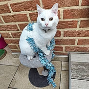 Neige participe au concours pour gagner de l'argent avec cette photo : cat, white_cat, tinsel, cat_perch, brick_wall, tile_floor, indoor, pet, animal, feline, decorations, festive, curious, sitting, collar, playful, cozy, home, domestic, cute