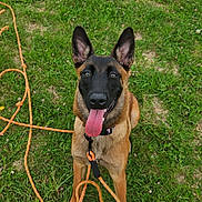 Ava participe au concours pour gagner de l'argent avec cette photo : dog, belgian_malinois, grass, leash, outdoor, pet, animal, canine, tongue_out, sitting, collar, happy, ears_up, brown_fur, black_face, playful, summer, nature, field, daytime
