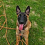 animal, belgian_malinois, black_face, brown_fur, canine, collar, daytime, dog, ears_up, field, grass, happy, leash, nature, outdoor, pet, playful, sitting, summer, tongue_out