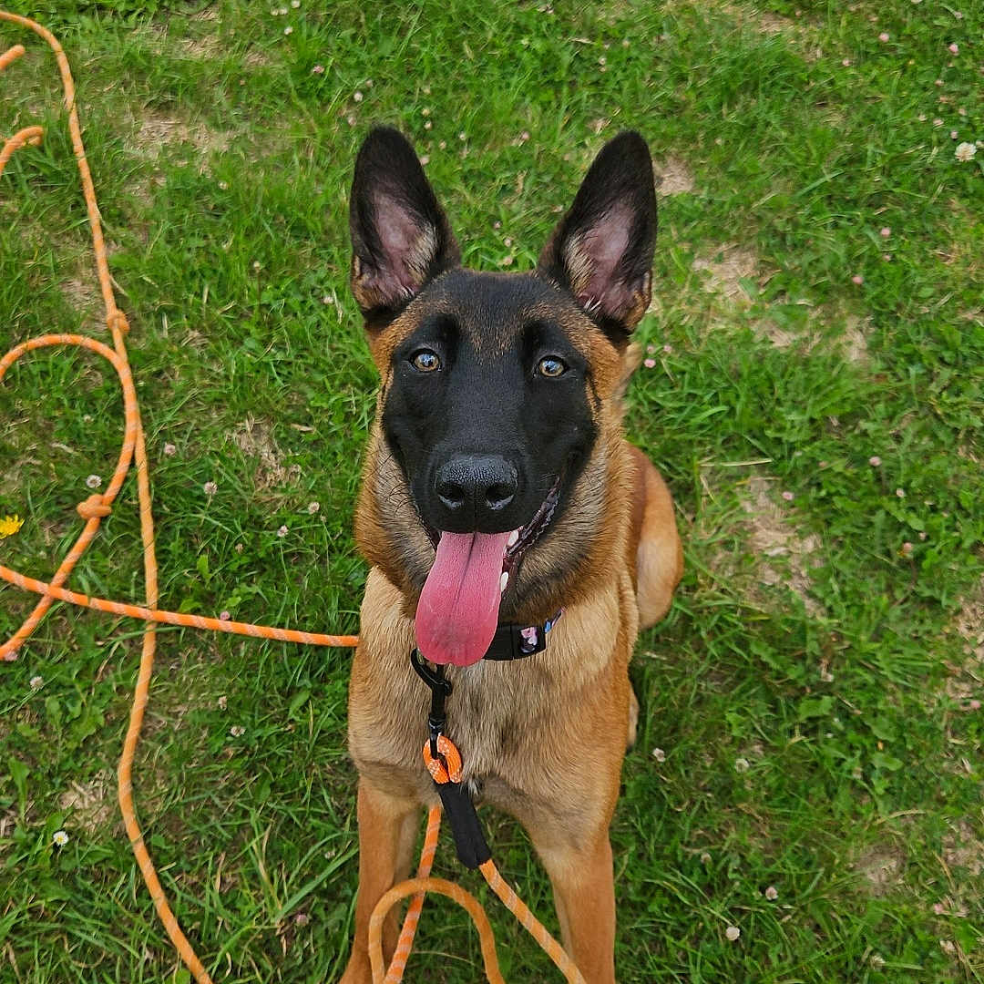 Ava participe au concours pour gagner de l'argent avec cette photo : animal, belgian_malinois, black_face, brown_fur, canine, collar, daytime, dog, ears_up, field, grass, happy, leash, nature, outdoor, pet, playful, sitting, summer, tongue_out