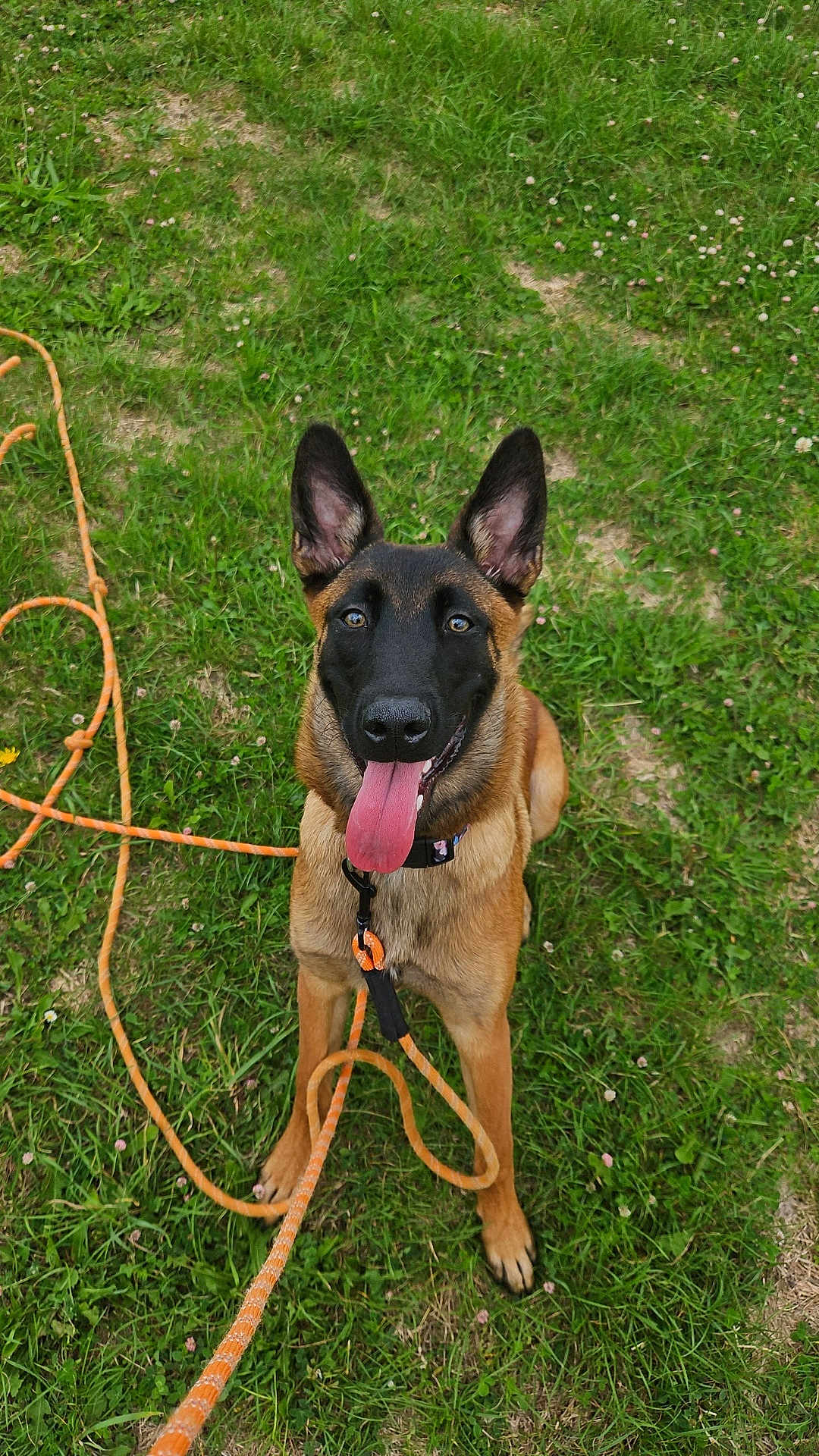 Ava participe au concours pour gagner de l'argent avec cette photo : dog, belgian_malinois, grass, leash, outdoor, pet, animal, canine, tongue_out, sitting, collar, happy, ears_up, brown_fur, black_face, playful, summer, nature, field, daytime