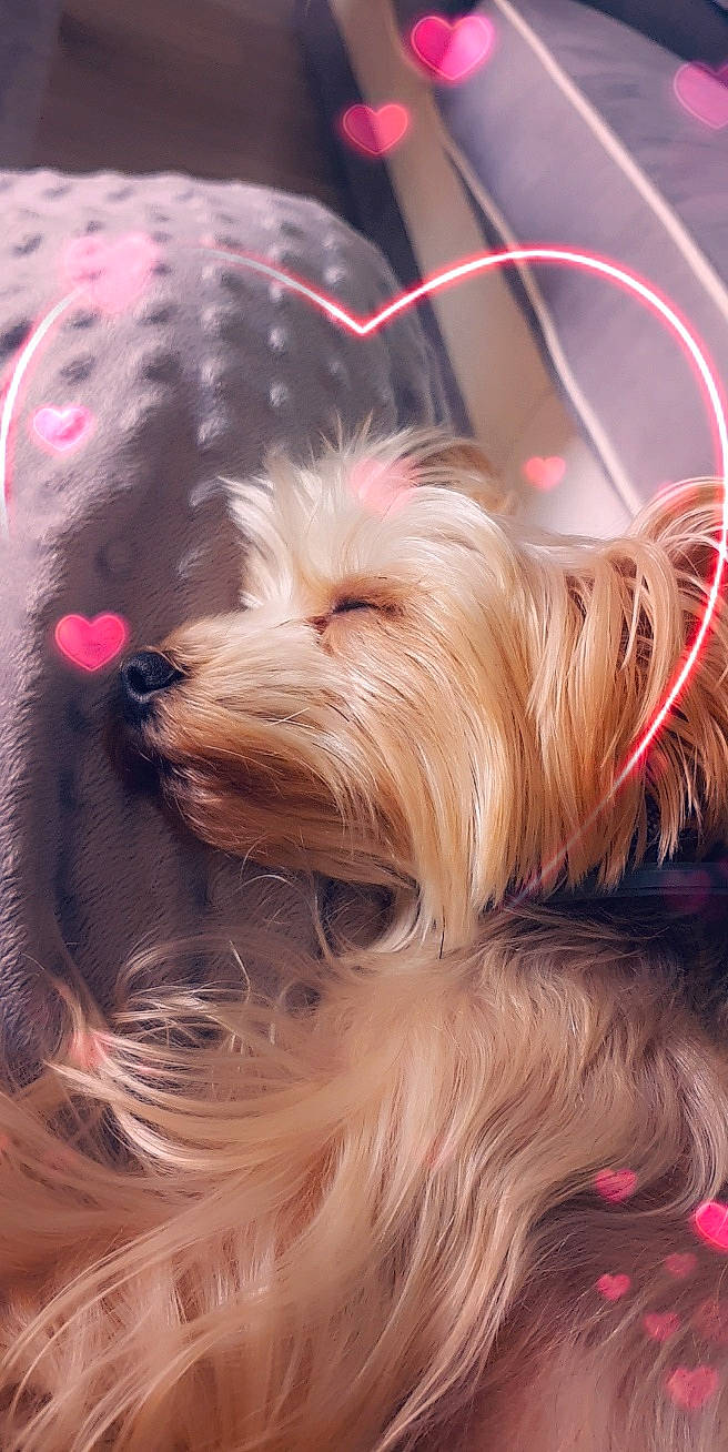 Glamour participe au concours pour gagner de l'argent avec cette photo : australian_silky_terrier, australian_terrier, biewer_terrier, canidae, carnivore, companion_dog, dog, dog_breed, ear, mammal, morkie, schnoodle, skye_terrier, small_terrier, snout, terrier, tibetan_terrier, toy_dog, vertebrate, yorkshire_terrier