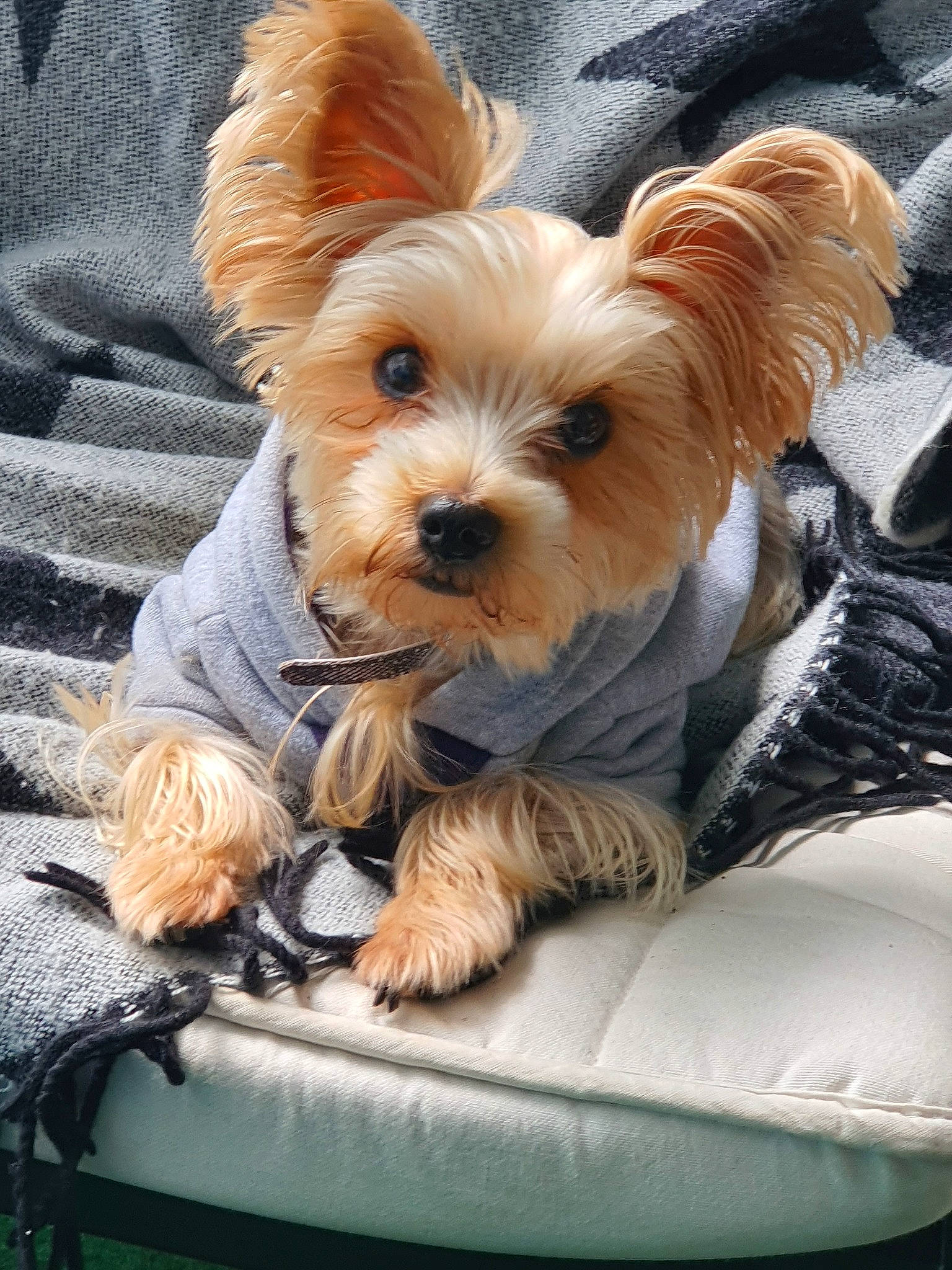 Glamour a rejoint le concours — aidez-le/la à gagner de superbes lots ! australian_silky_terrier, biewer_terrier, canidae, carnivore, companion_dog, dog, dog_breed, maltepoo, mammal, morkie, norwich_terrier, puppy, rare_breed_dog, small_terrier, snout, terrier, toy_dog, vertebrate, yorkipoo, yorkshire_terrier