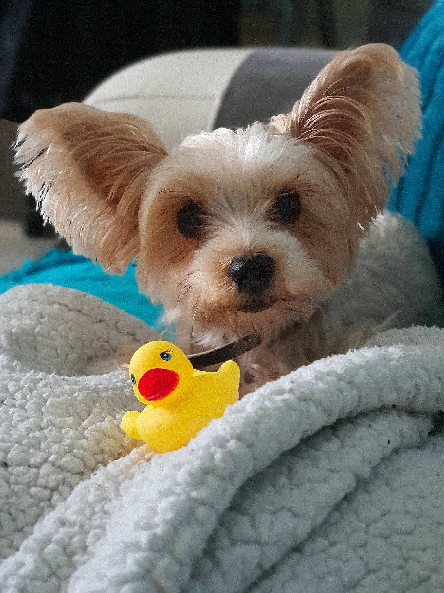 Glamour participe au concours pour gagner de l'argent avec cette photo : biewer_terrier, canidae, carnivore, cavachon, companion_dog, dog, dog_breed, dog_clothes, dog_toy, maltepoo, maltese, mammal, morkie, puppy, shih_tzu, snout, terrier, toy_dog, vertebrate, yorkshire_terrier