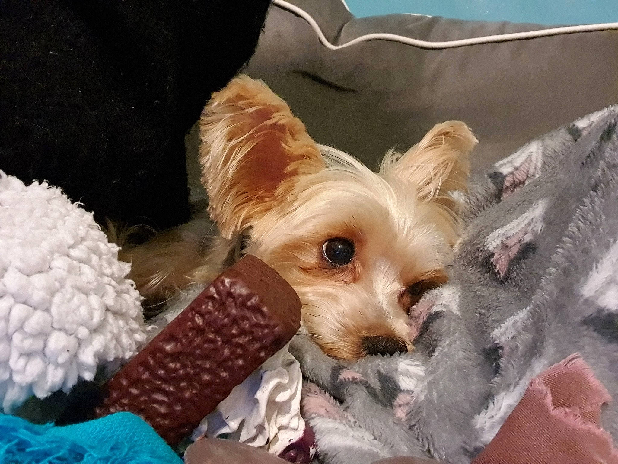 Glamour participe au concours pour gagner de l'argent avec cette photo : biewer_terrier, canidae, carnivore, companion_dog, dog, dog_breed, maltepoo, mammal, morkie, puppy, puppy_love, rare_breed_dog, schnoodle, small_terrier, snout, terrier, toy_dog, vertebrate, yorkipoo, yorkshire_terrier