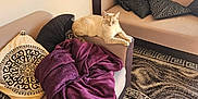 Stella a rejoint le concours — aidez-le/la à gagner de superbes lots ! armrest, beige_cat, blanket, cat, comfort, cozy, cushion, decor, furniture, home, indoor, interior, living_room, patterned_rug, pillow, relaxation, resting_cat, rug, sofa, textile
