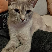 Stella a rejoint le concours — aidez-le/la à gagner de superbes lots ! animal, blue_eyes, cat, close_up, couch, cozy, curious, domestic, fabric, feline, gray_fur, human_arm, indoor, living_room, paws, person, pet, relaxed, sofa, whiskers