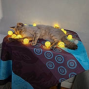 Stella participe au concours pour gagner de l'argent avec cette photo : cat, cozy, decor, domestic_animal, feline, furniture, glowing, home, indoor, light, patterned, playful, relaxed, resting, string_lights, table, tablecloth, wall, warm_lighting, wooden_floor