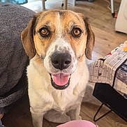 Sam a rejoint le concours — aidez-le/la à gagner de superbes lots ! animal, beagle, brown_and_white, close_up, dog, drying_rack, floppy_ears, furniture, happy, indoors, living_room, mixed_breed, pet, pink_object, portrait, short_fur, smiling, sofa, tongue_out, wooden_floor