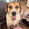 animal, beagle, brown_and_white, close_up, dog, drying_rack, floppy_ears, furniture, happy, indoors, living_room, mixed_breed, pet, pink_object, portrait, short_fur, smiling, sofa, tongue_out, wooden_floor
