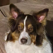 Taya participe au concours pour gagner de l'argent avec cette photo : dog, pet, animal, fluffy, ears, bed, indoor, resting, brown, white, fur, portrait, canine, cute, calm, sleepy, closeup, face, companion, domestic