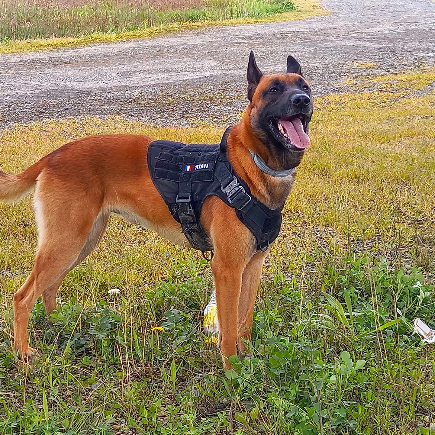 Titan participe au concours pour gagner de l'argent avec cette photo : accessories, animal, boxer, bulldog, canine, clothing, dog, field, germanshepherd, grass, grassland, harness, leash, lifejacket, pet, plant, policedog, puppy, strap, vest