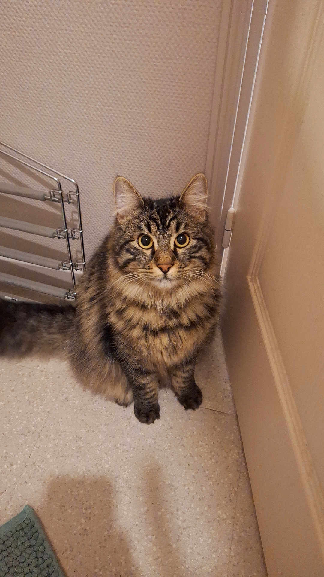 éros participe au concours pour gagner de l'argent avec cette photo : cat, tabby, indoor, floor, door, radiator, pet, animal, feline, curious, sitting, yellow_eyes, fluffy, fur, corner, looking, closeup, domestic, texture, cozy