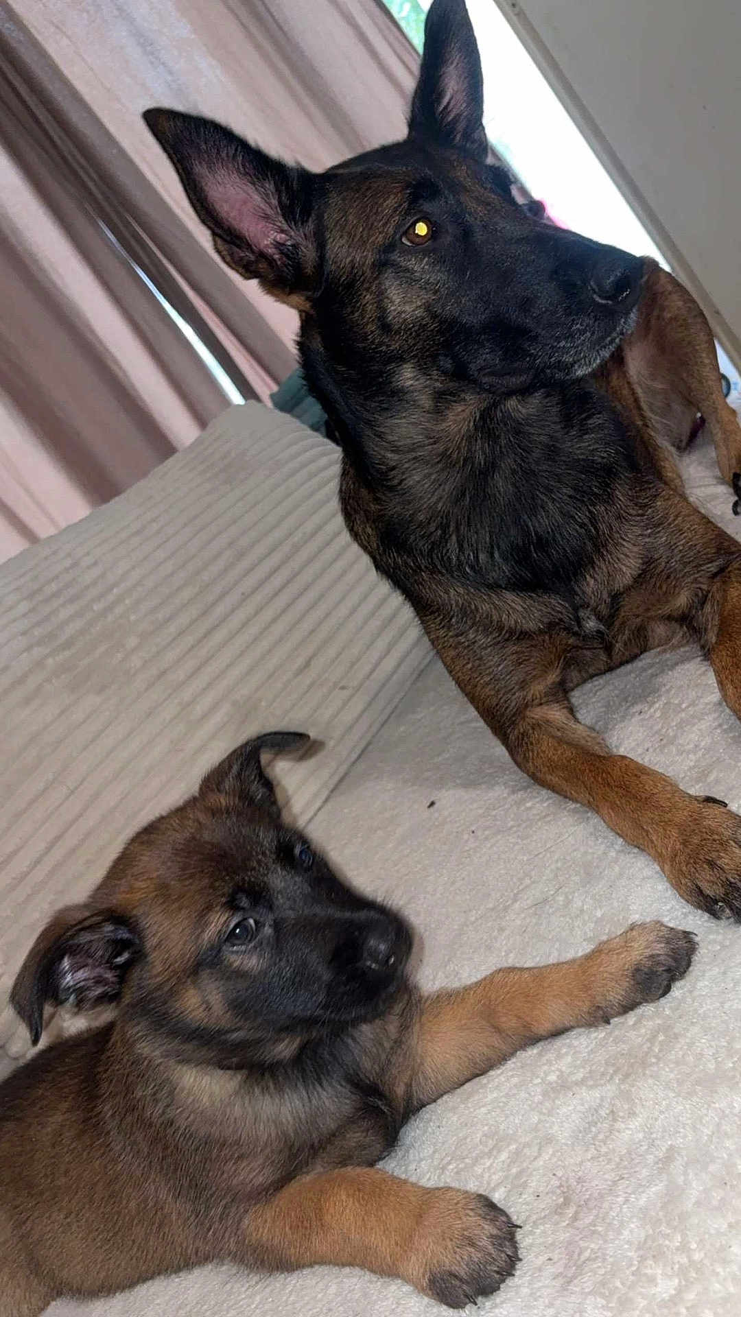 Tokyo participe au concours pour gagner de l'argent avec cette photo : dog, puppy, adult_dog, pet, indoor, couch, blanket, bed, fur, ears, attentive, resting, cuddling, portrait, closeup, domestic_animal, companion, paw, snout, living_room